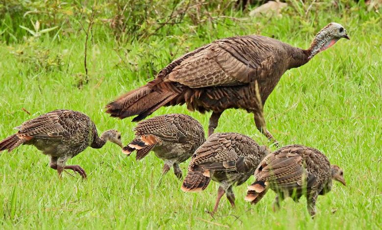 Cultural Significance and Lasting Impact - See turkeys redefine resilience!